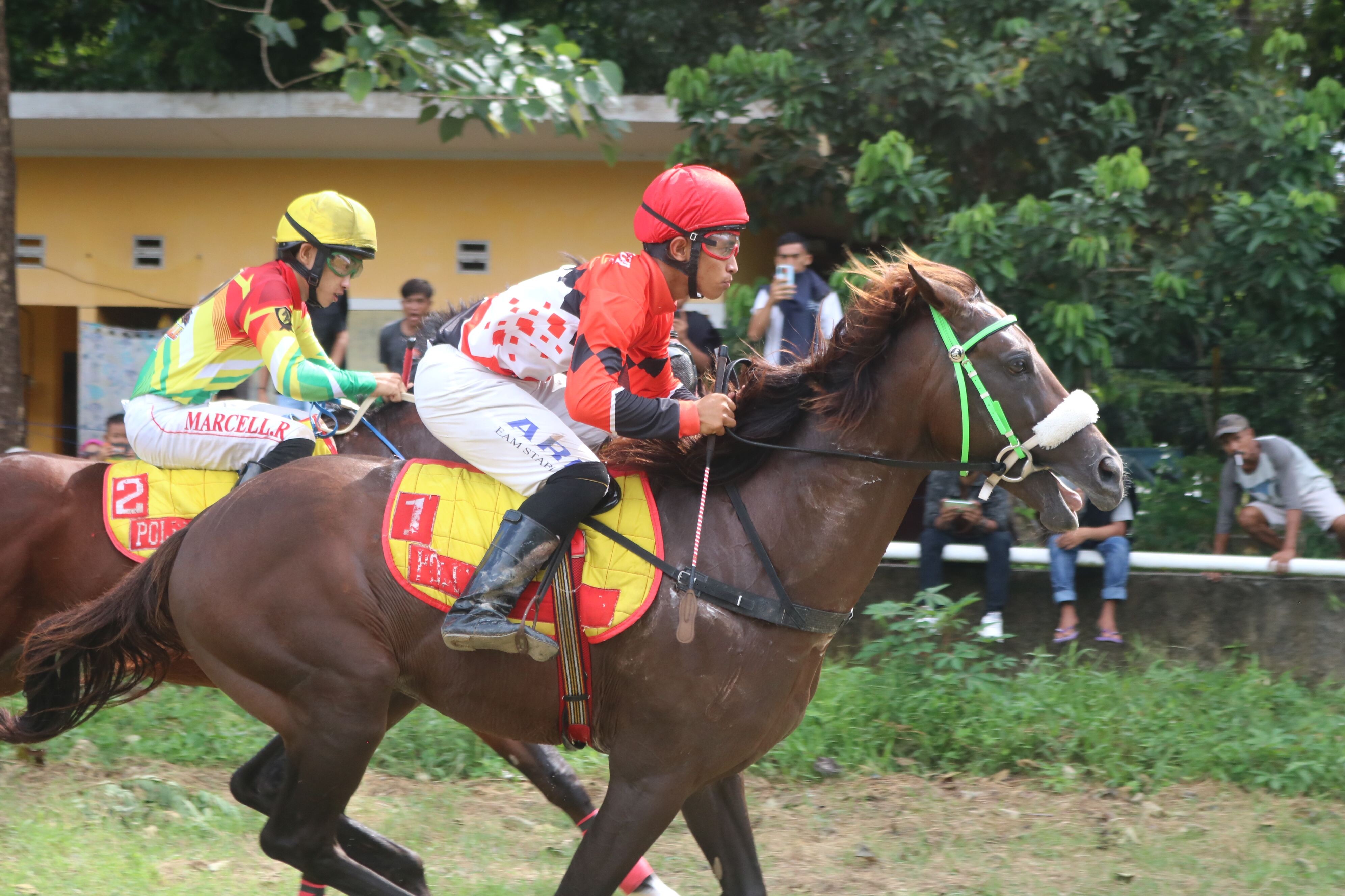 Pacuan Kuda Pordasi Polman Meriahkan HUT ke-64 Kabupaten Polewali Mandar 