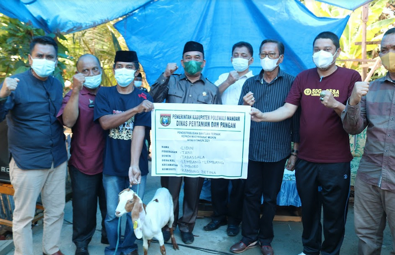 621 Ekor Ternak Tersalurkan di 11 Kecamatan, Bantuan Pemkab Polman bagi Masyarakat Kurang Mampu